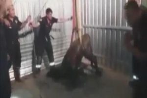 Foseptiğe d&uuml;şen danayı itfaiye kurtardı