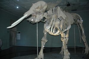 Kahramanmaraş'ın fil müzesine ilgi büyük