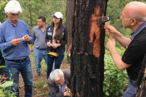 TİKA'dan Meksika ve Honduras'a yardım