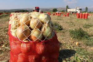 Soğanın fiyatı tarlada iki kat arttı