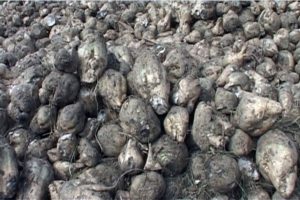 Trakya'da şeker pancarı &uuml;retimi azalıyor