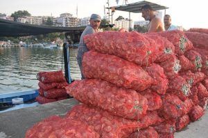Salyangoz Karadenizli balık&ccedil;ıların gelir kaynağı oldu
