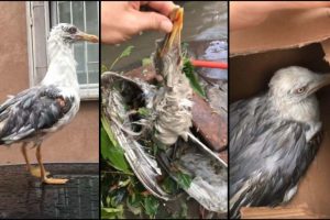 Doludan yaralanan martıları vatandaşlar veterinere getirdi