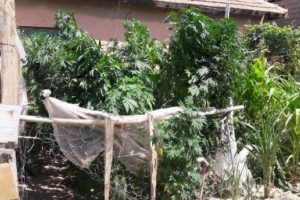 Hintkeneviri ekti, 'domates sanıyordum' dedi