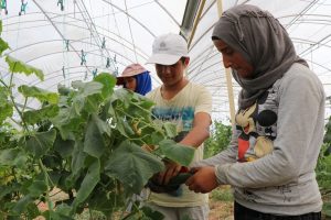 Suriyeliler konteyner kentte kendi sebzelerini &uuml;retiyor