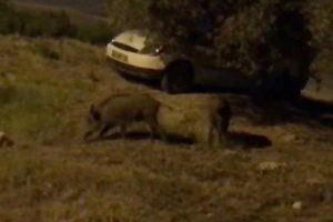 Kuşadası'nda domuzlar şehre indi