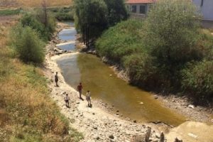 Sakarya Nehri kurudu, binlerce balık &ouml;ld&uuml;