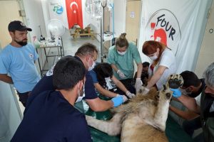Bursa'ya getirilen savaş mağduru aslan ikizlere hamile &ccedil;ıktı