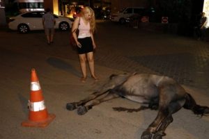 Antalya'da faytoncu, sıcak ve susuzluktan &ouml;len atı bırakıp ka&ccedil;tı