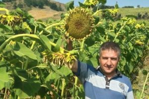 Bursa'da yağlık ay&ccedil;i&ccedil;eğinde rekolte sevindirdi