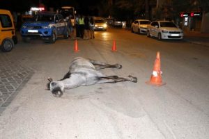 &Ouml;len atı bırakıp ka&ccedil;an faytoncuya ağır ceza