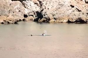 Akdeniz foku Antalya a&ccedil;ıklarında beslenirken g&ouml;r&uuml;nt&uuml;lendi