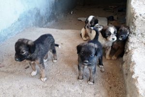 7 tane yavru k&ouml;peği &ccedil;uvalla inşaata attılar