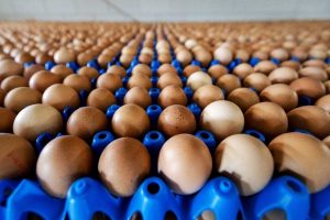 Avrupa'da milyonlarca yumurta raflardan kaldırıldı