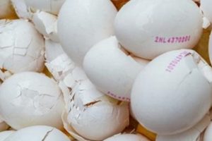 Almanya'da zehirli yumurta skandalı
