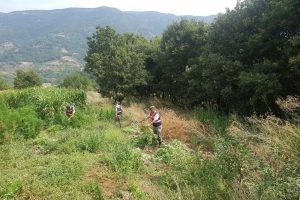Bursa'da hayvan &ccedil;iftliğinde yasa dışı kenevir yetiştirdi