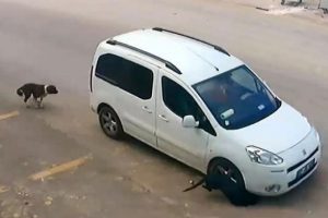 Antalya'da k&ouml;pekleri bilerek ezen o s&uuml;r&uuml;c&uuml; yakalandı