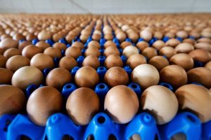 Bel&ccedil;ika'da "zehirli yumurta" skandalı