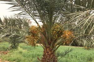 Sudan'da hurma mevsimi