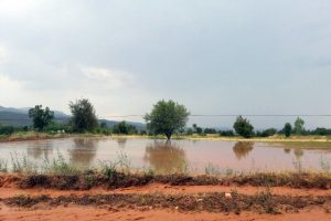 Yağış t&uuml;t&uuml;n tarlalarını vurdu