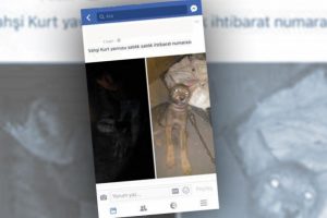 Sosyal medyadan kurt yavrusu satışına ceza verildi