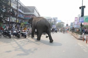 Hindistan'da fil 14 kişiyi öldürdü