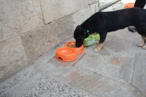 Bursa'da sokak hayvanlarına su ve mama kabı dağıtıldı