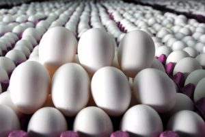 'Almanya Hollanda'dan 5 milyar adet yumurta aldı'