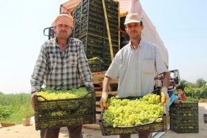 Türk üzümü 1 yıl aradan sonra yeniden Rus pazarında
