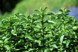 Çinliler ile Çaykur stevia için ortak fabrika kurdu