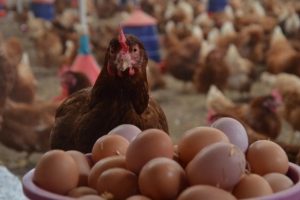 Yumurta üretimi Haziran ayında bir önceki aya göre geriledi