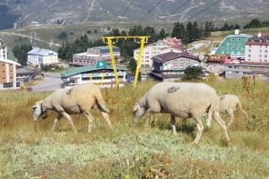 Bursa Uludağ'daki kayak pistleri yazın koyun sürülerine kaldı
