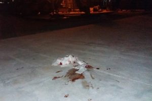 Bursa'da sahile bırakılan demir yaşlı adamı canından ediyordu