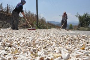Bursa Yenişehir'de &ccedil;erezlik ay&ccedil;i&ccedil;eği hasadı
