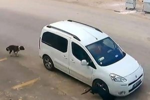 K&ouml;pek katiline verilen ceza belli oldu