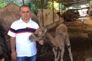 &Ccedil;alınan devesini bulana &ouml;d&uuml;l vaadi