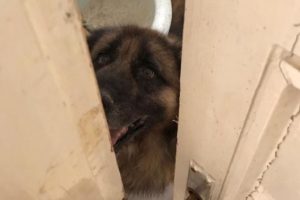 'Yaralı k&ouml;pekler &uuml;zerinde para topluyorlar' iddiası