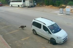 K&ouml;peği ezen s&uuml;r&uuml;c&uuml;n&uuml;n ehliyetine el konuldu