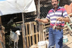 &Ccedil;alınan ke&ccedil;ilerden geriye zilleri kaldı