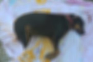 Muğla'da kedi ve k&ouml;pek katliamı isyan ettirdi