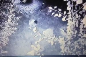Kavga eden k&ouml;pekleri sopalarla d&ouml;verek ayırdılar