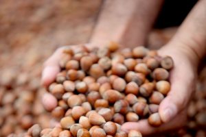 A&ccedil;ıklanmayan fındık rekoltesi kafaları karıştırdı