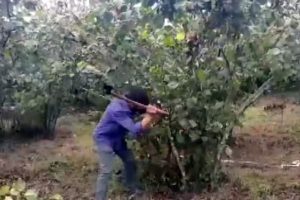 Fındık &uuml;reticisinin fiyat tepkisi