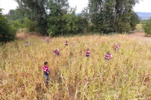 Bursa'da kenevir tarlasına drone destekli operasyon