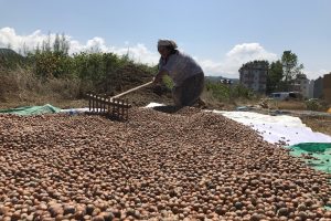 &Uuml;retici fındık fiyatına tepkili