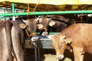 Bursa'da kuduz sebebiyle kurban pazarı kapatıldı