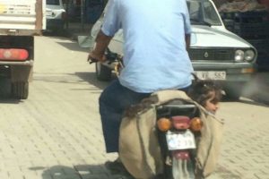 Bunu g&ouml;renler g&ouml;zlerine inanamadı