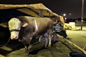 Bursa'da kurbanlıklarla koyun koyuna uyuyorlar