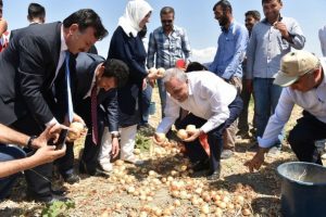Bakan Fakıbaba tarım iş&ccedil;ileriyle birlikte soğan topladı