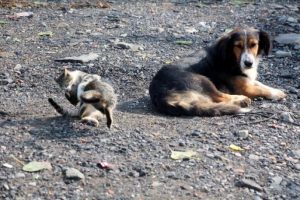 Yavru kediler ile k&ouml;pek birbirlerinden ayrılmıyor
